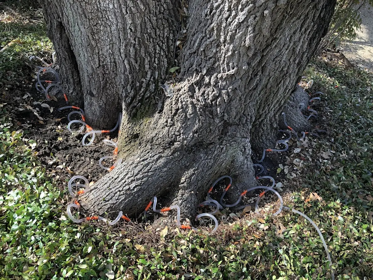 Detailed Tree Cabling and Bracing job site in Tryon