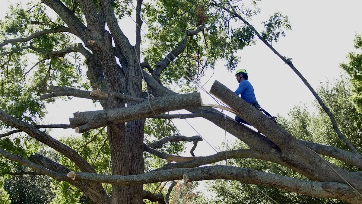 Professional Hazardous Tree Removal performed by certified arborists in Tryon