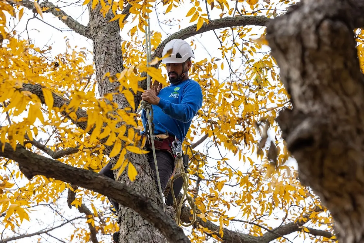 Skilled Tree Planting crew working in Tryon